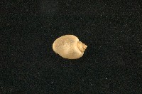 藏品(小椎實螺)的圖片